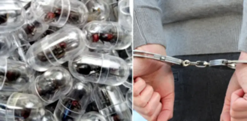 Detienen en Kenia a ciudadano chino con más de 2.000 hormigas reina ocultas en equipaje