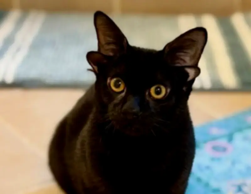 Dobby, la gata con cuatro orejas que conquista las redes con su singularidad y dulzura