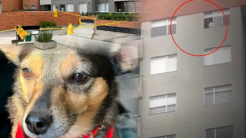Dueño de perro lanzado desde piso 25 en Bogotá rompe silencio y señala a arrendatario