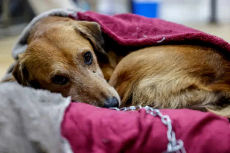 Dueño de restaurante en México adopta perrita callejera y enfrenta críticas con firmeza