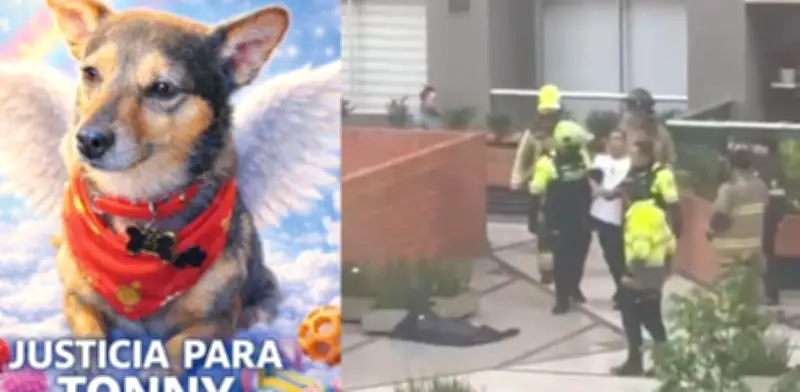Dueño de Tonny relata el horror: su perro fue lanzado desde piso 25 en Bogotá