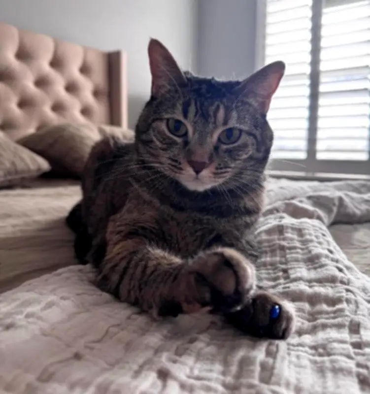 Dueños de gatos en conjuntos residenciales enfrentan multas de $233.452 por dejarlos sueltos