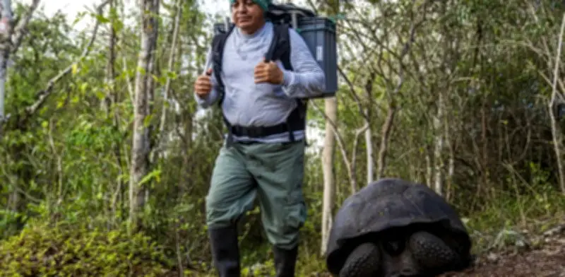 Ecuador libera 158 tortugas gigantes en Galápagos para restaurar ecosistema extinto hace 150 años