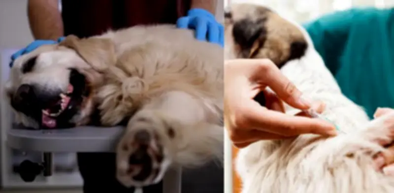 Ejecutivo tecnológico crea vacuna contra cáncer canino usando ChatGPT en Australia