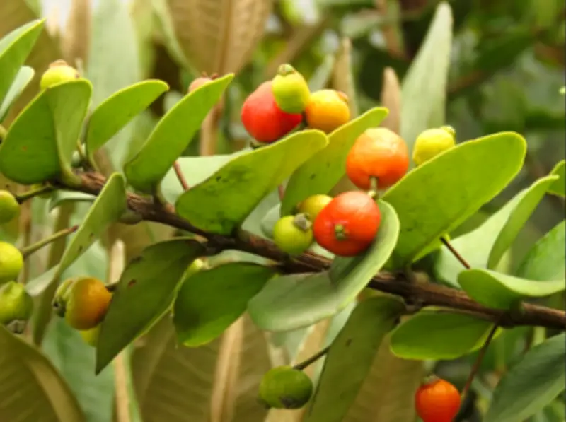 El Arrayán Andino: Un Árbol Fundamental Para la Restauración Ecológica y la Cultura