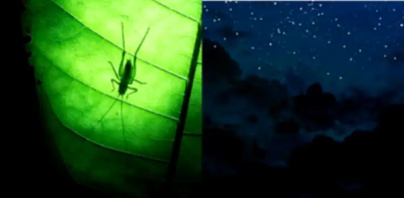 El canto nocturno de los grillos: un indicador de salud ambiental y buena fortuna