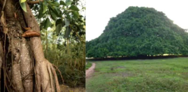 El Caucho Guacarí: El gigante arbóreo de 65 años que domina el paisaje de Sucre