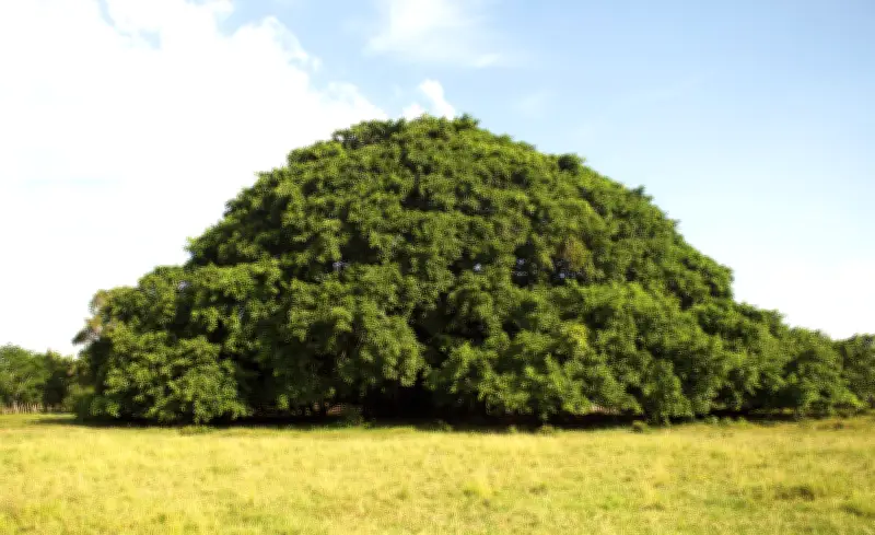 El Caucho Guacarí: Un Gigante Natural que Transforma el Paisaje de Sucre