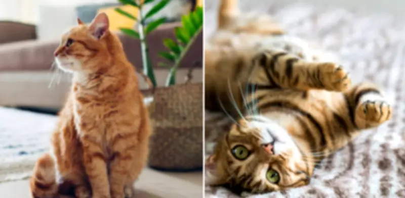 ¿El color del pelaje felino determina su agresividad? La ciencia revela datos sorprendentes