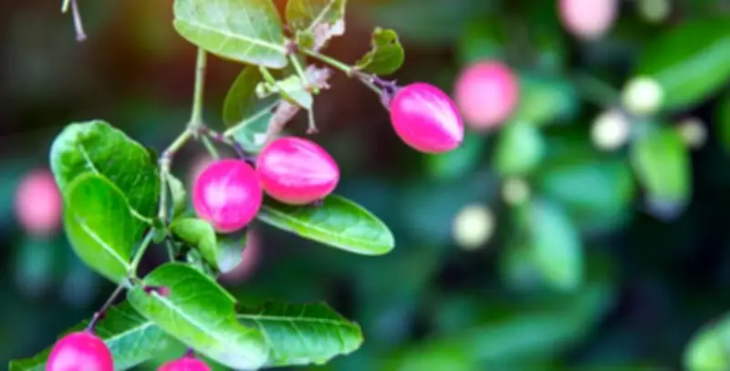El eugenio: el árbol ornamental de Bogotá con frutos comestibles y propiedades antioxidantes