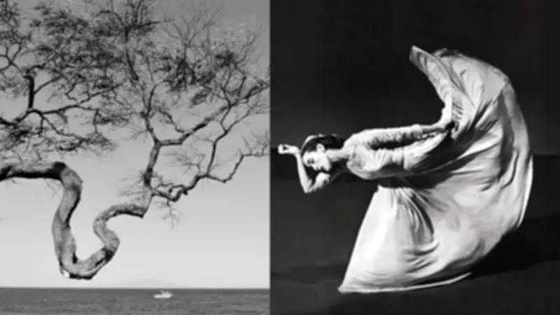 El ficus inmutable: un árbol que desapareció tras tres décadas de contemplación