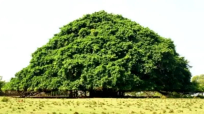 El Gaucho Guacarí: El árbol más extenso de Colombia y su singular crecimiento