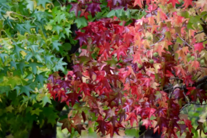 El liquidámbar: el árbol que transforma el paisaje de Bogotá con su espectacular cambio de color