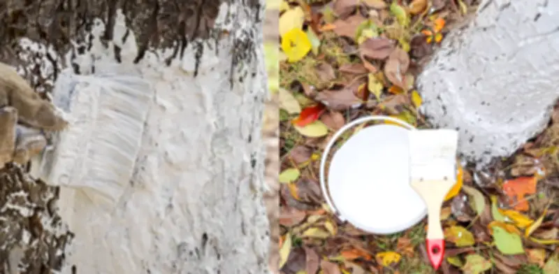 El misterio resuelto: por qué los árboles en Colombia lucen troncos pintados de blanco