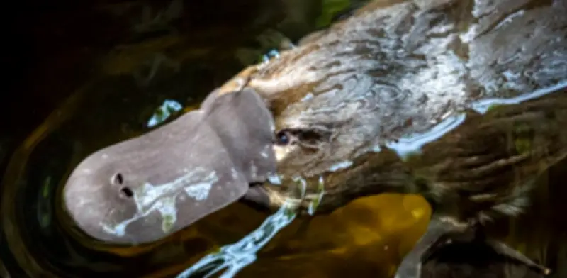 El ornitorrinco revela otra rareza: su melanina tiene estructuras huecas como las aves