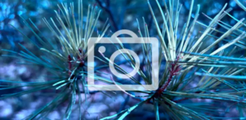 Elecciones 2026: Resultados en vivo de la consulta Frente por la Vida en Bogotá