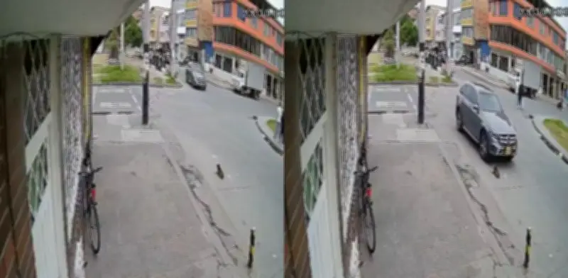 Empresa dueña de vehículo que atropelló a perro en Bogotá se pronuncia: 'Fue algo imprevisto'
