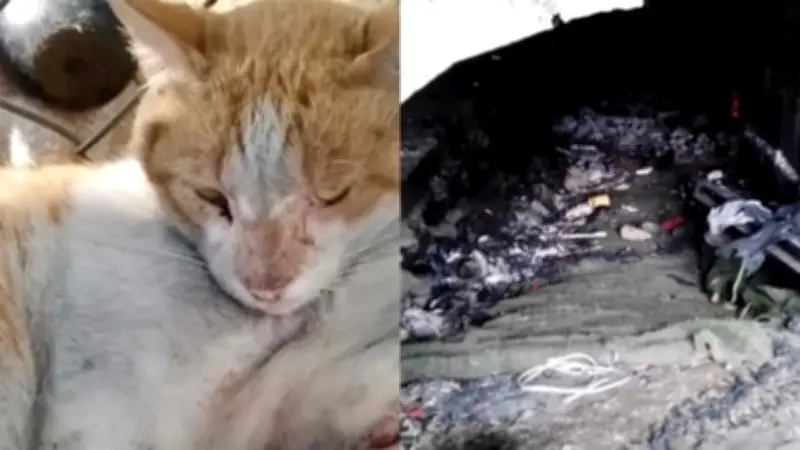 En el oriente de Cali provocarían incendios para eliminar colonia de gatos