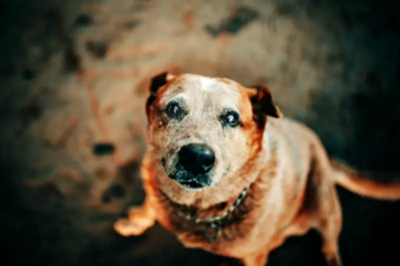 Enfermedad Renal Crónica en Mascotas: Detección Temprana es Clave para Calidad de Vida