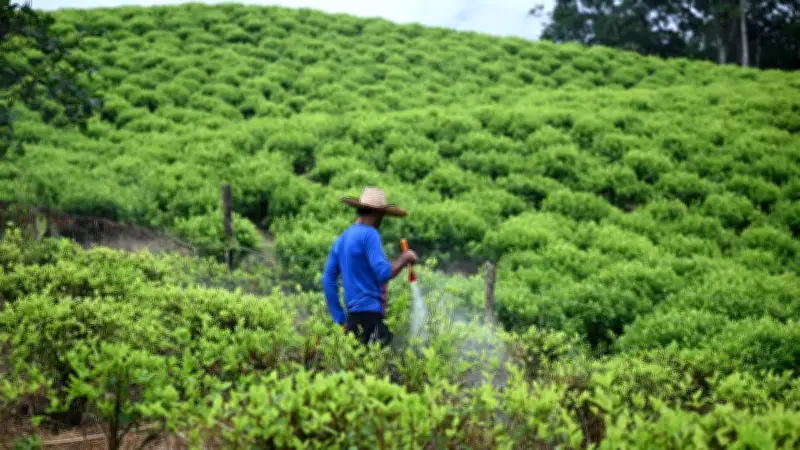 Erradicación de cultivos de coca en Colombia alcanza mínimos históricos en 2024