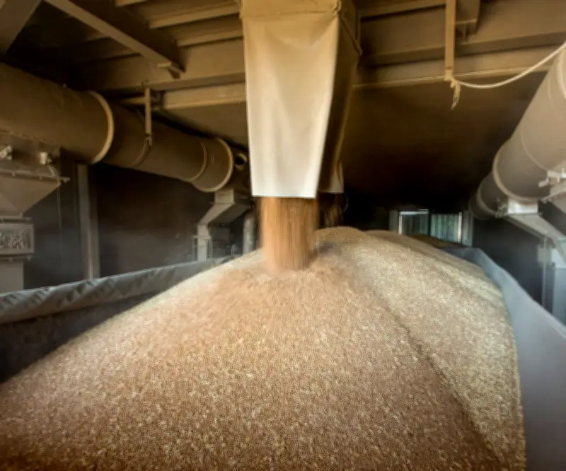 Escasez de combustible por guerra en Medio Oriente amenaza cultivos de trigo en Sudáfrica