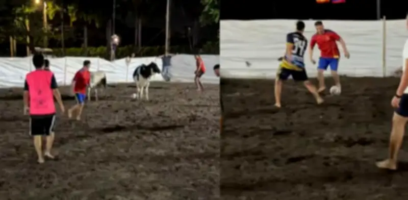 Español descubre el fútbol llanero: descalzo y con vacas en el campo de juego