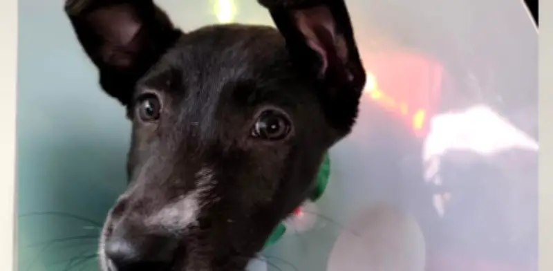 Esterilización gratuita para perros y gatos en Colombia: reglas claras del programa nacional