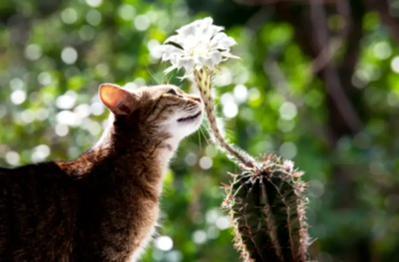 Estornudos en gatos: cuándo son normales y cuándo indican problemas de salud graves
