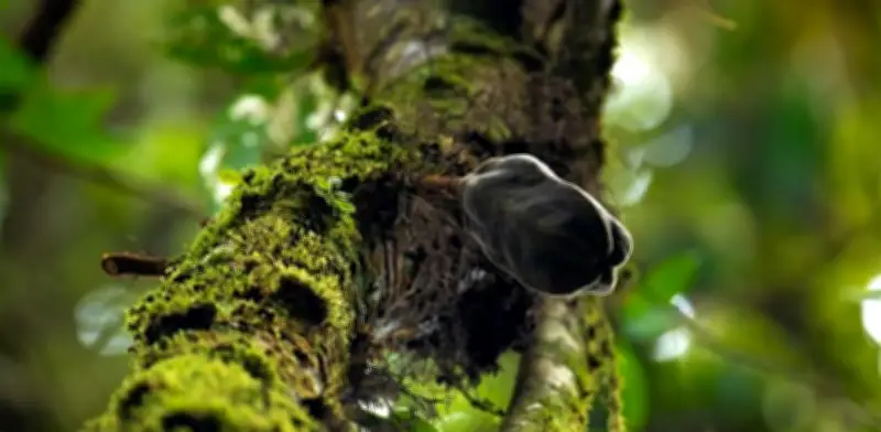 Estudio alerta: 20% de áreas cacaoteras en Colombia podrían perderse por cambio climático hacia 2050