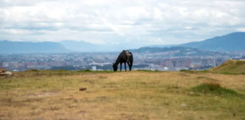 Estudio de la UN propone restaurar zona rural de Bogotá siete veces más grande que el Parque Simón Bolívar