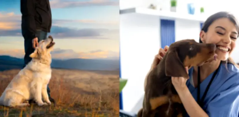 Estudio genético revela que perros convivieron con humanos hace 15.800 años en Eurasia