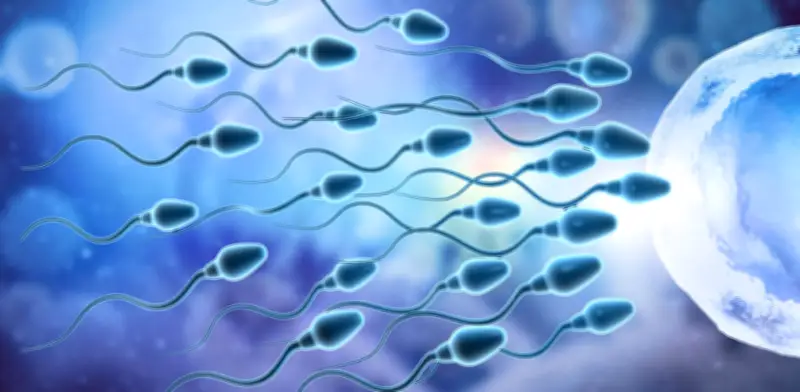 Estudio global confirma que almacenar esperma reduce su calidad y fertilidad