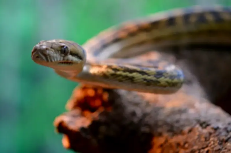 Estudio revela cómo las serpientes arborícolas logran mantenerse erguidas sin extremidades