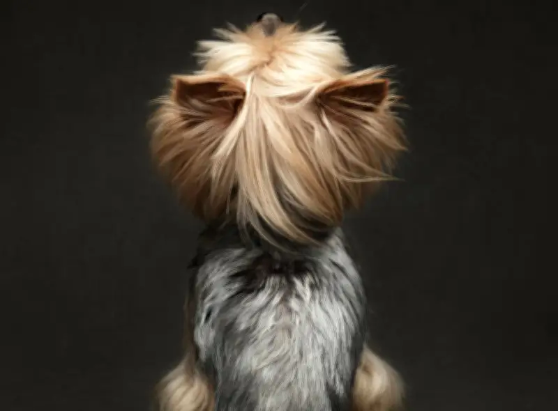 Estudio revela cómo los perros afectan la calidad del aire en espacios interiores