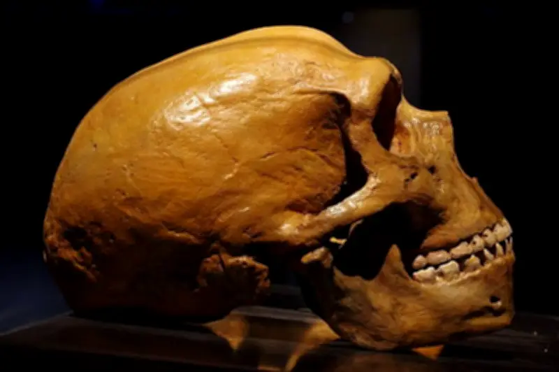 Estudio revela que cruce entre neandertales y humanos modernos tuvo sesgo sexual