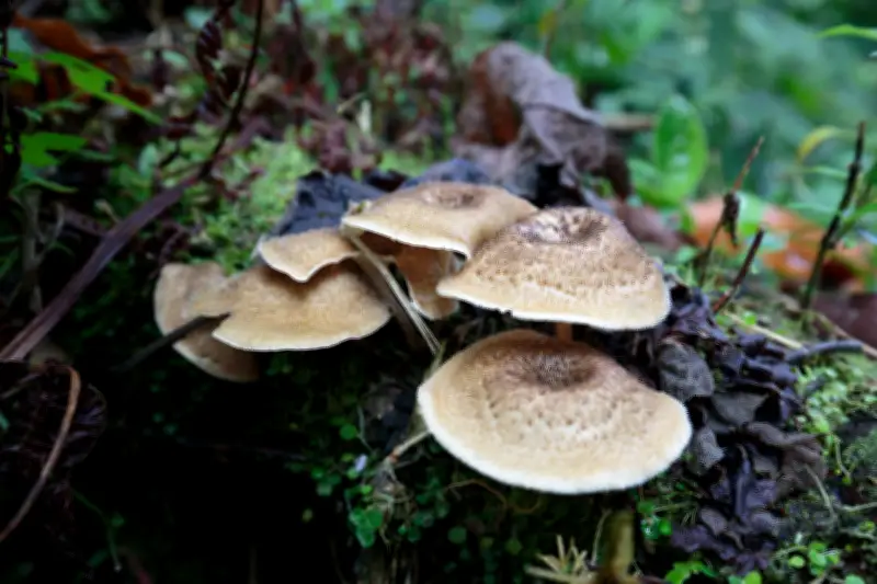 Estudio revela que más del 70% de los ecosistemas mundiales carecen de muestreo de hongos subterráneos