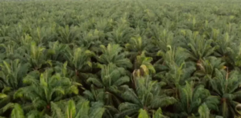 Exportaciones de aceite de palma colombiano se disparan 102% en 2025 impulsadas por biocombustibles