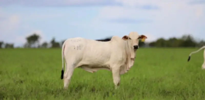 Exportaciones ganaderas colombianas alcanzaron US$25 millones en enero de 2026