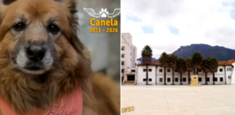 Fallece Canela, la perrita que durante 12 años acompañó el Concejo de Bogotá