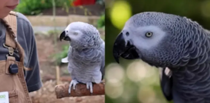 Fallece Einstein, el loro gris africano que cautivó al mundo con su inteligencia y vocabulario