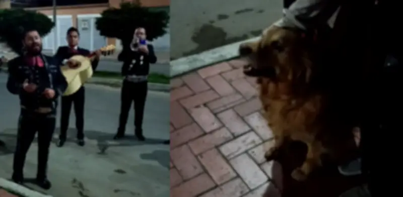Familia despide a su perrita Cattaleya con serenata de mariachis antes de la eutanasia