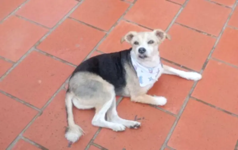 Familia en Bogotá busca desesperadamente a Conny, perrita con tratamiento hepático perdida