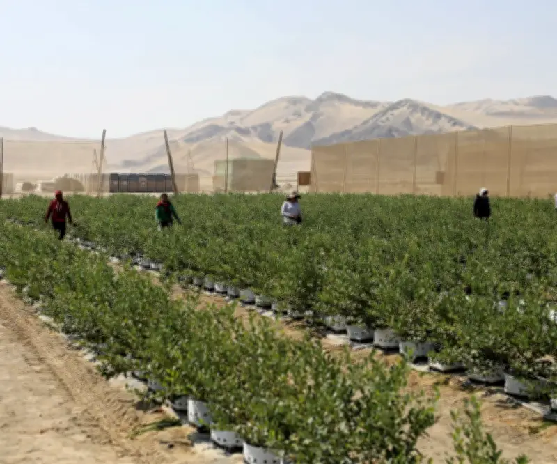 Fenómeno de El Niño amenaza con frenar auge de exportaciones agrícolas de Perú