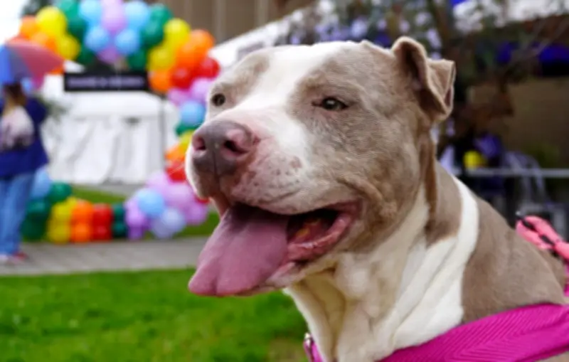 Festival de Bienestar Animal en Bogotá promueve adopción responsable y conciencia comunitaria