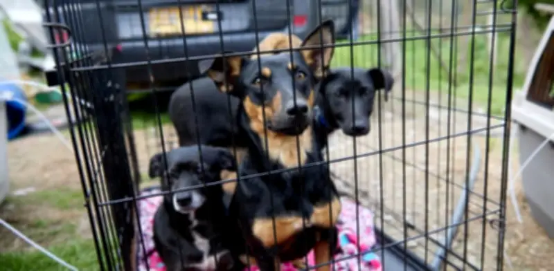 Fiscalía desarticula red internacional de peleas de perros en Cundinamarca con dos caninos muertos