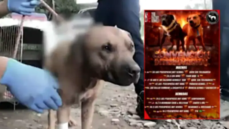 Fiscalía desmantela convención ilegal de peleas de perros en La Calera con 13 capturados