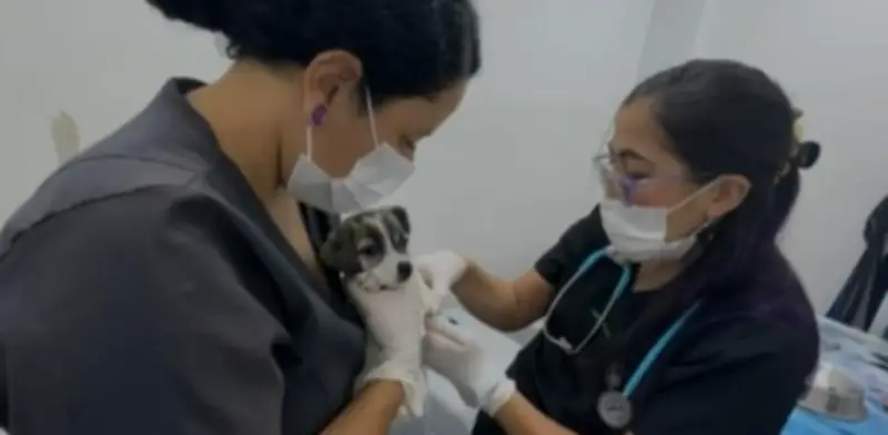 Fiscalía investiga maltrato animal agravado en Cali: multa de 60 millones y decomiso de nueve animales