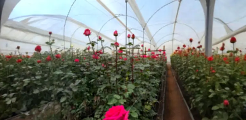 Flores San Miguel duplicará exportaciones a EE. UU. con meta de 100 millones de tallos en seis años