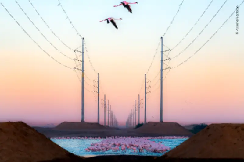 Fotógrafo austríaco gana prestigioso concurso mundial de vida silvestre con imagen de lince ibérico