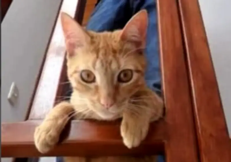 Frankie, el gato que tras 18 años de amor inspira donación para animales rescatados en Bogotá